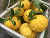 獅子柚子 鬼柚子 シシユズ 2～3個セット農薬・化学肥料・消毒・除草剤不使用