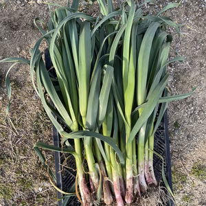 【季節限定】熊本県産　葉にんにく 1kg