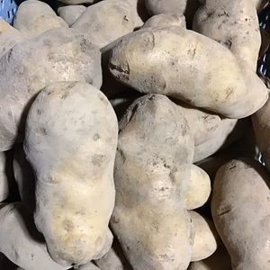    メークイン 訳あり 5キロ