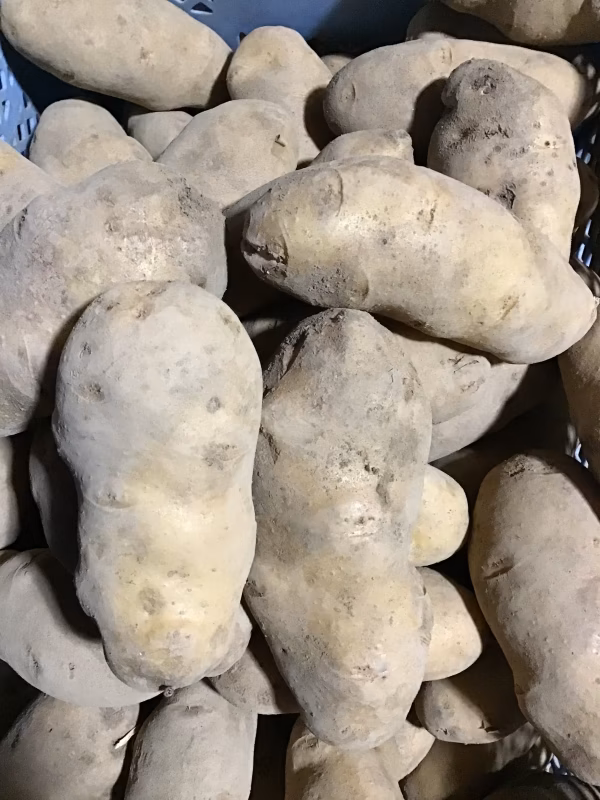    メークイン 訳あり 5キロ