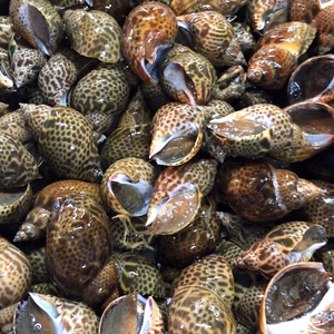 美保湾の本バイ