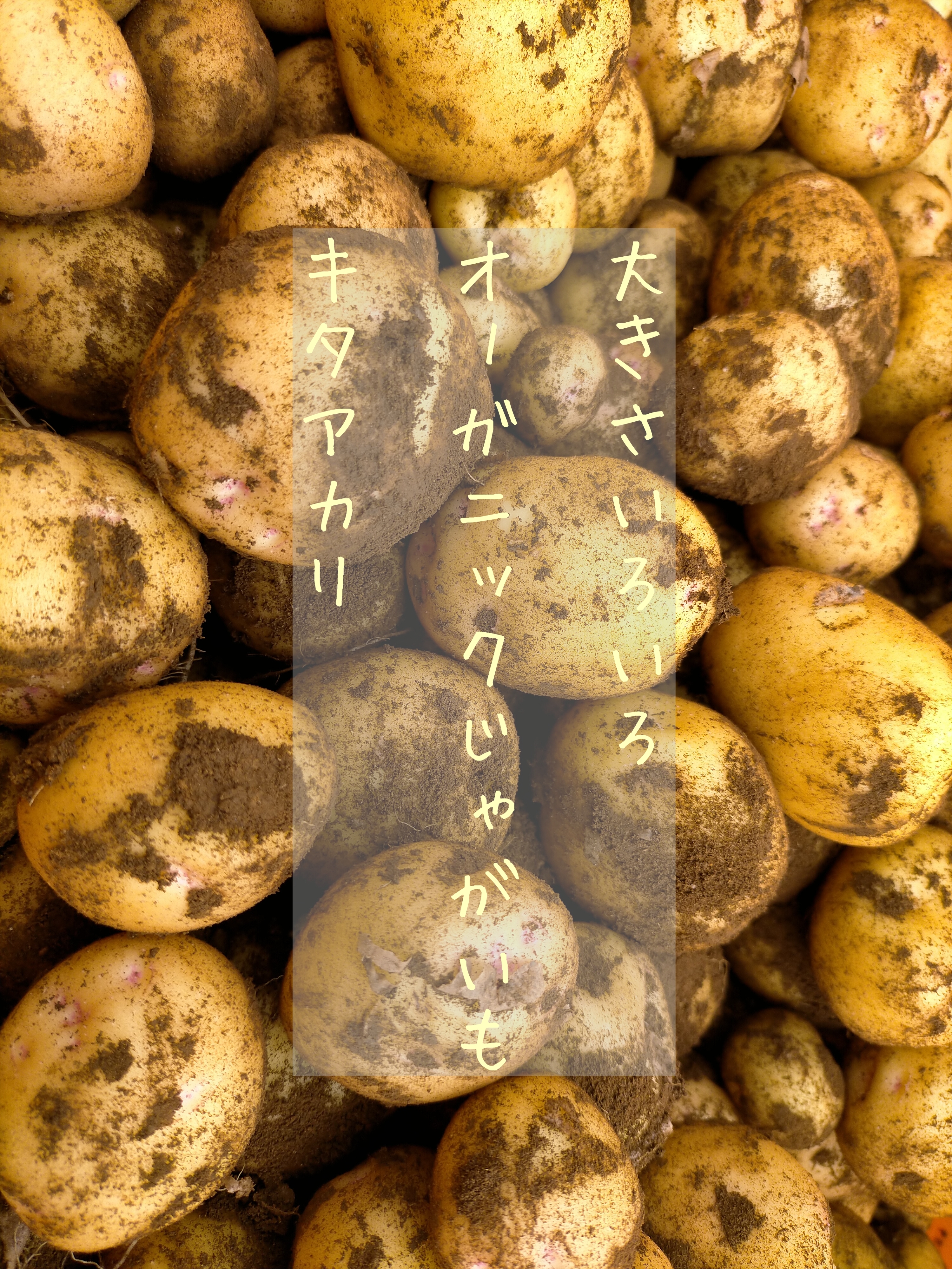 大きさいろいろ オーガニックじゃがいも キタアカリ 約2kg 農家漁師から産地直送の通販 ポケットマルシェ