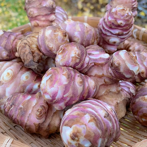 【2025年産】菊芋 紅きくいも 宮城県産 無農薬栽培 500g~