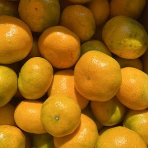 極早生みかん【訳あり】5キロ