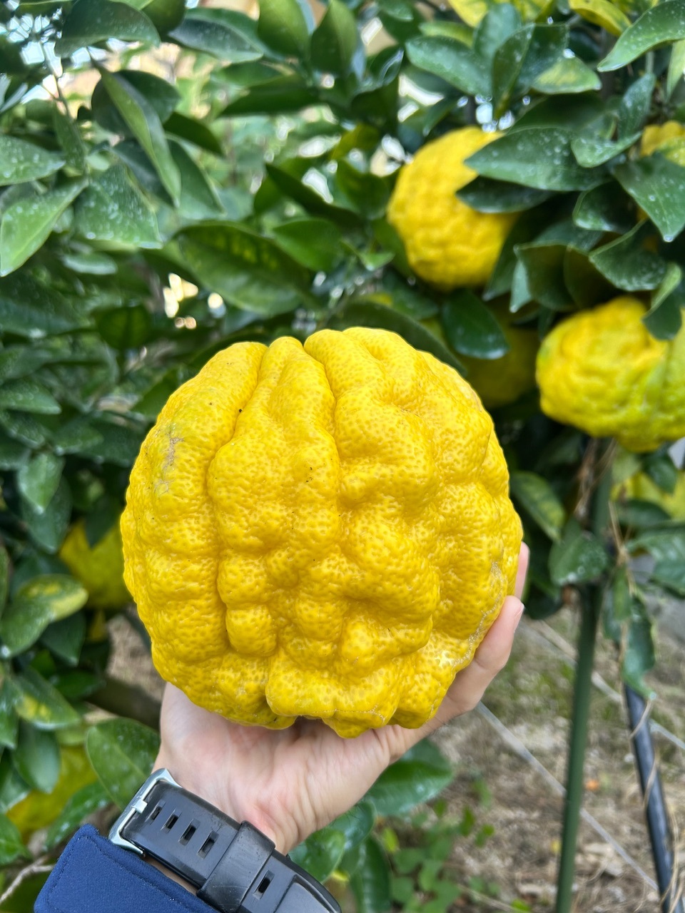 ゆず 柚子 20kg 高知県産 本柚子 栽培時農薬不使用 農家直送 マルシェ