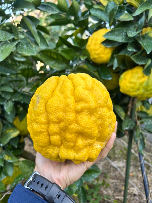 縁起物です♪特大サイズ「獅子柚子」みかんオマケつき☆
