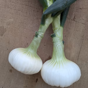 【栽培期間中農薬不使用】〜超極早生・立春の香り〜春の葉付き新玉ねぎ〜
