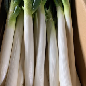 今だけ！雪の中で甘さをぐんと増した、極上あまとろネギ(2kg)