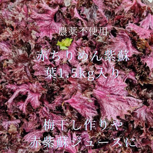 農薬不使用　赤紫蘇　葉　　　1、5kg