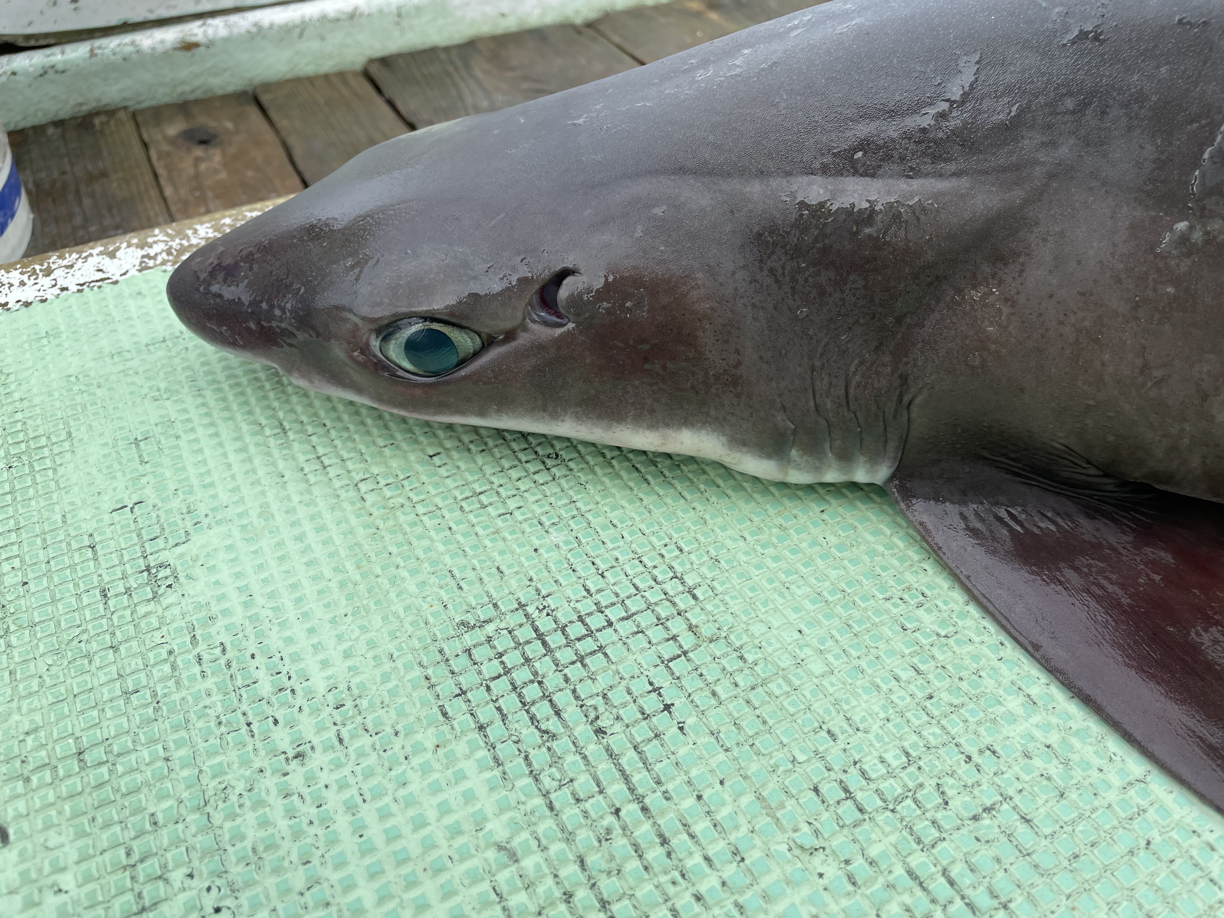 ブルブルしちゃう でも美味しい 深海サメの切り身 農家漁師から産地直送の通販 ポケットマルシェ