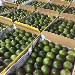 沖縄本部町産獲れたて直送シークワーサー (2kg)