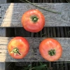 とっても希少な固定種アロイトマト！★農薬・肥料不使用の大玉トマト