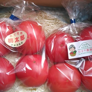 《個別包装》甘くて美味しい、桃太郎トマト