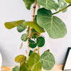 ［在庫] シーグレープ　曲がり　ハマベブドウ　観葉植物　室内　大型