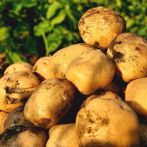 ほくほく系のじゃがいもキタアカリ!!