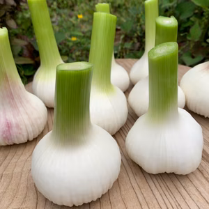 ＜栽培期間中農薬・化学肥料不使用＞新にんにくコンフィご一緒に作りませんか！