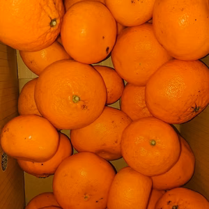 ハウス栽培☆麗紅☆れいこう☆5キロ☆訳あり