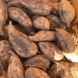 甘い甘い熟成安納芋