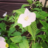 オモチノキモチ