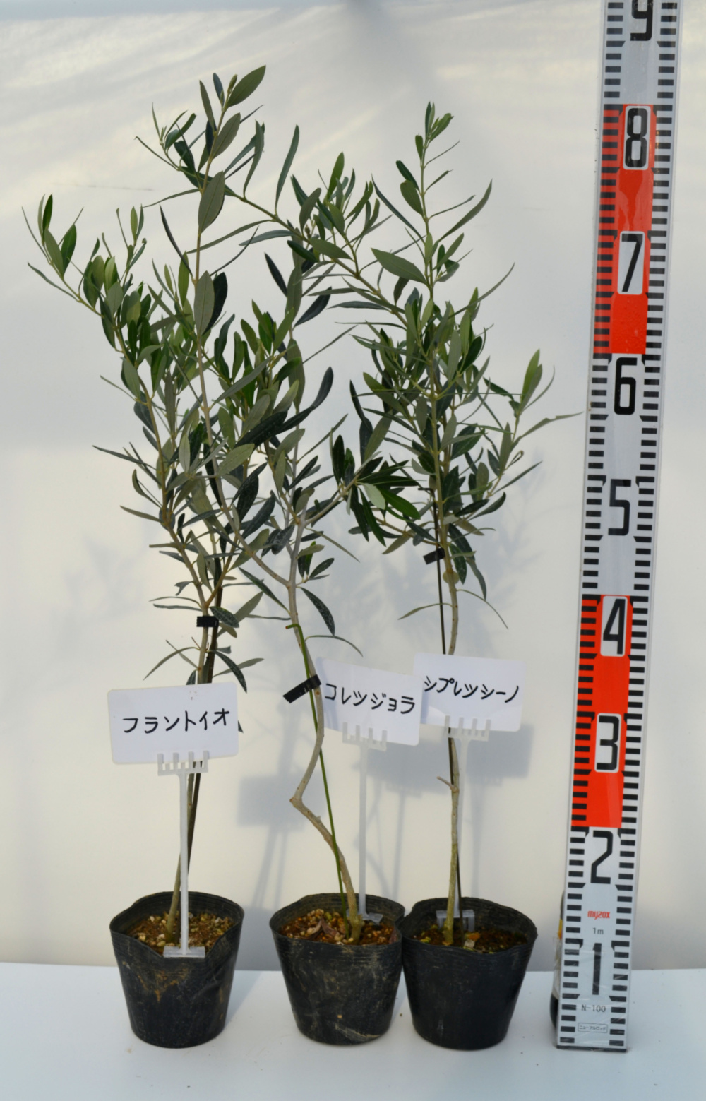 品種色々 オリーブ苗木 1 5または12本 12cmポット 組合せ自由 農家漁師から産地直送の通販 ポケットマルシェ