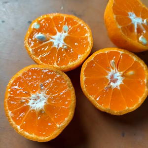 おまけが主役になった、濃いちびみかん（桜島小ミカン）