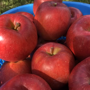 《数量限定》正品の35%OFF『長野県産』りんご三兄弟 【シナノスイート】家庭用