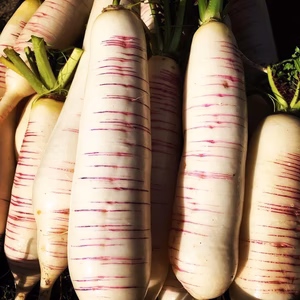 農薬化学肥料不使用　会津伝統野菜　赤筋大根