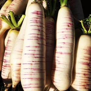 農薬化学肥料不使用　会津伝統野菜　赤筋大根