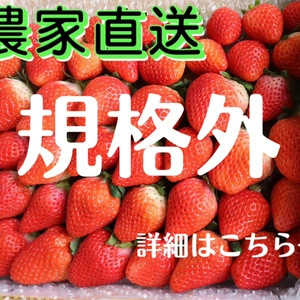 規格外　苺　1.8キロ〜2.0    【保存方法：冷凍】