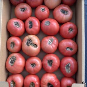 尻腐れトマト、1箱大きさバラバラ（約3キロ）