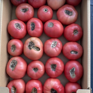 尻腐れトマト、1箱大きさバラバラ（約3キロ）
