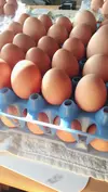 【GW限定出品】平飼い卵60個　岡崎おうはんの卵