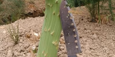 この野菜は一体なんだ！？