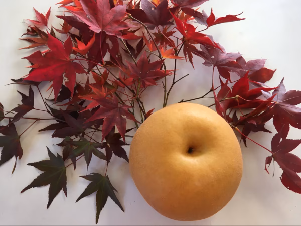 仏通寺紅葉狩り2025「新興梨」訳あり傷ありB品常温便甘味と酸味のバランス