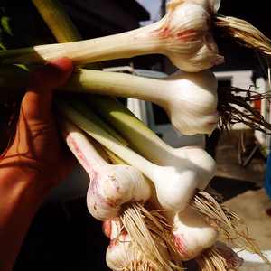 生にんにく　今が『旬』　玉数で