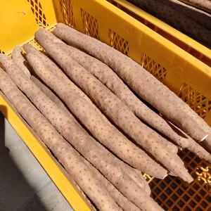 【砂丘の恵み】鳥取砂丘“とろける”ながいも 1kg（2本前後）