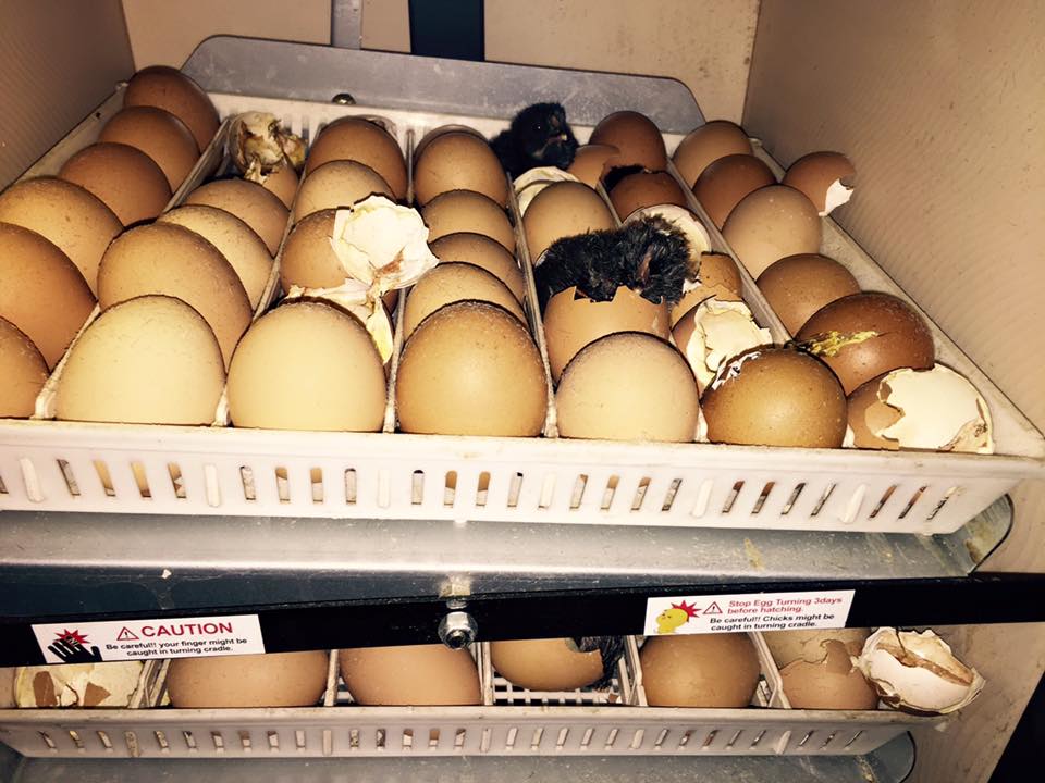 11215764_1666542586957340_5483588904482892884_n