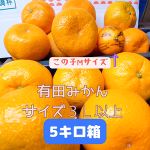 有田みかん　みかん　5キロ箱　訳あり　３Ｌ以上