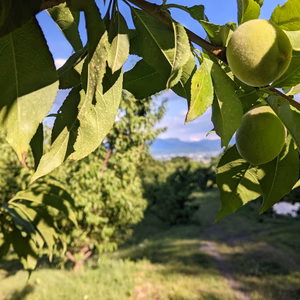 若桃（摘果桃）当日どり直送便【加工用】