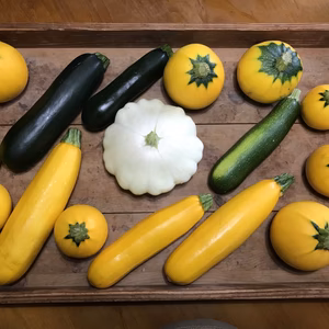 夏のお届けvol.1ふぞろいのズッキーニ17個【農薬、化学肥料不使用】