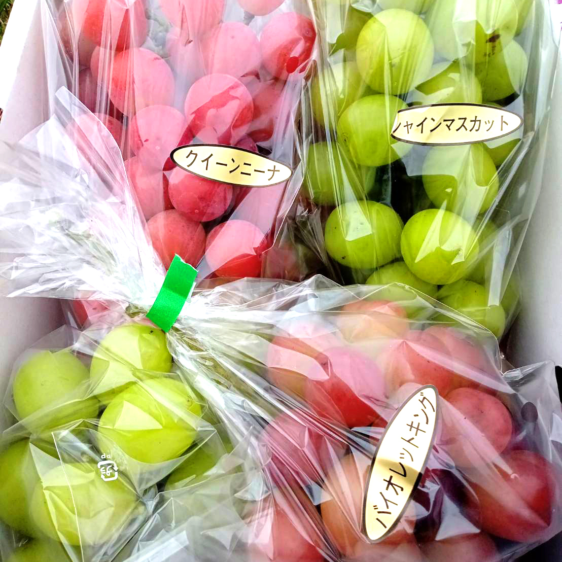 バイオレットキングの産直通販・お取り寄せ商品｜ポケットマルシェ