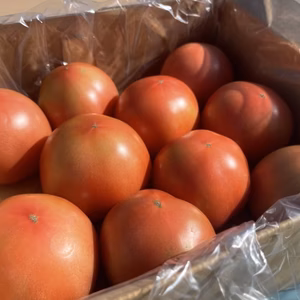 【長く楽しめる！】フレッシュ丸トマト♪