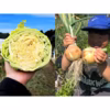5kg【固定種の玉ねぎ】とキャベツの農薬不使用！旨い野菜の自然の甘味！