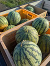 自然栽培！希少な固定種スイカ