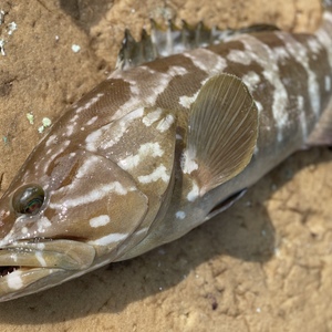 【松島産】幻の天然クエとサザエセット