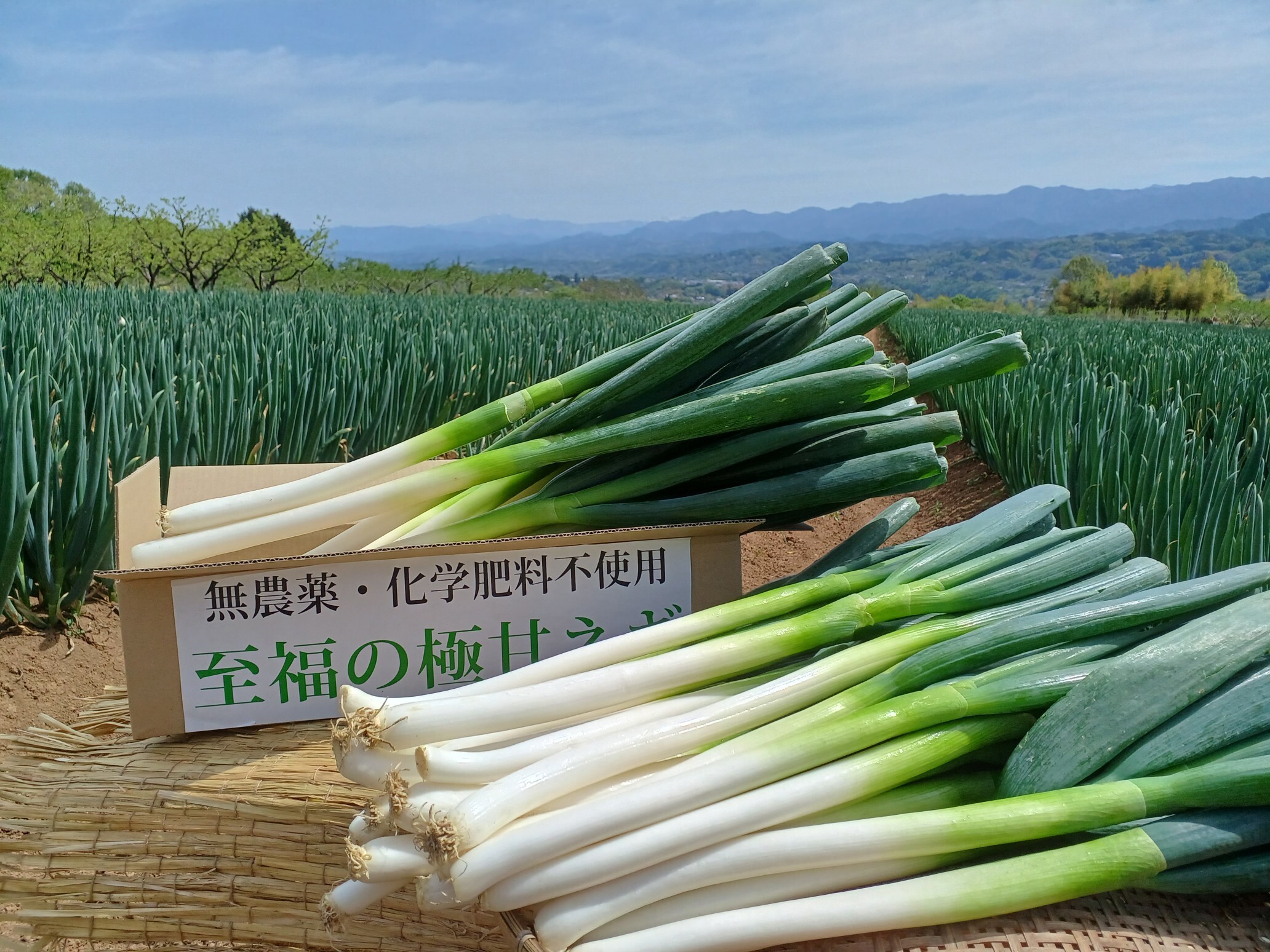 福岡県産　ネギ苗 1000本 福岡県産 ネギ苗1000本 福岡県産 ネギ苗1000本 限定｜