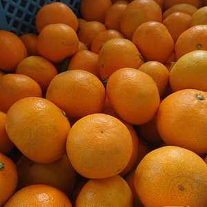 【旨味＆薄皮】早生みかん(ご家庭用)#農カード付き