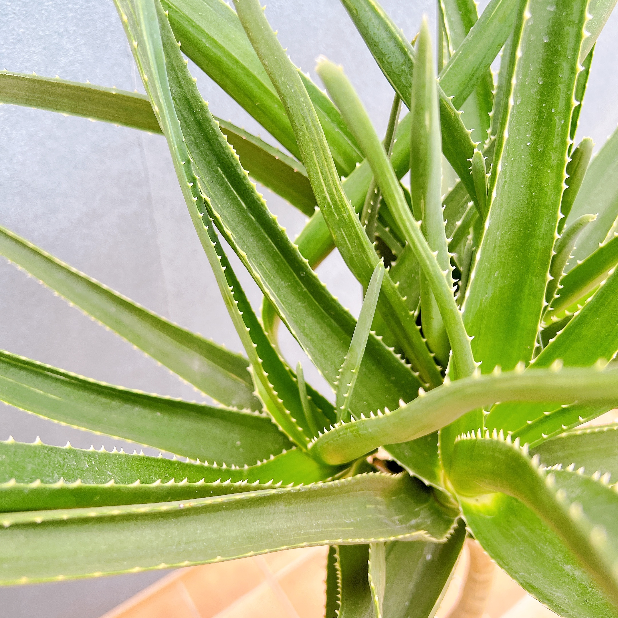 在庫販売】 アロエ メデューサ 室内 大型 屋外 多肉植物 ドライ