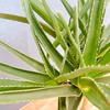 【在庫販売】　アロエ　メデューサ　室内　大型　屋外　多肉植物　ドライガーデン