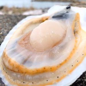 これが本物！漁師が喰うホタテ【3㎏】ヘラ付